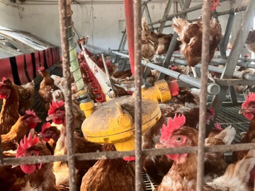 FPAVEL - Gallinas Juancho 03